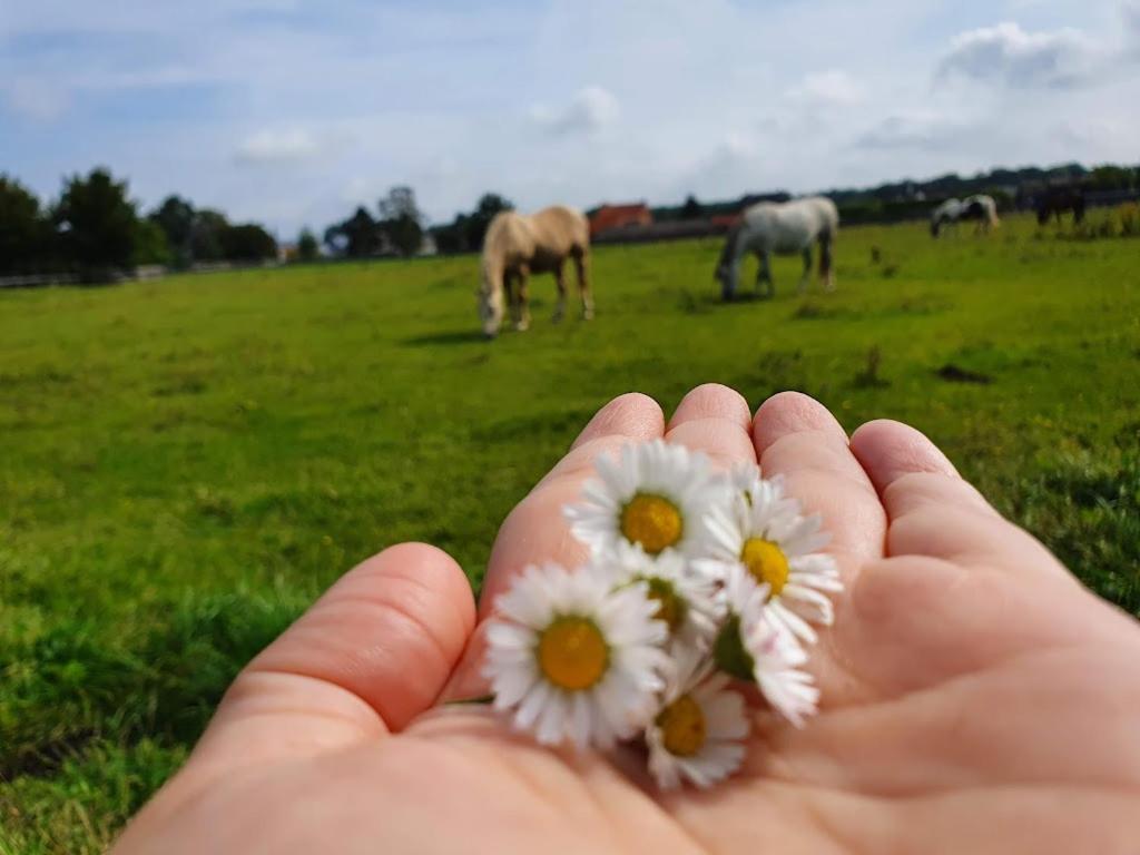Houten Huisje Tussen Paarden Nieuwerkerken Exterior foto