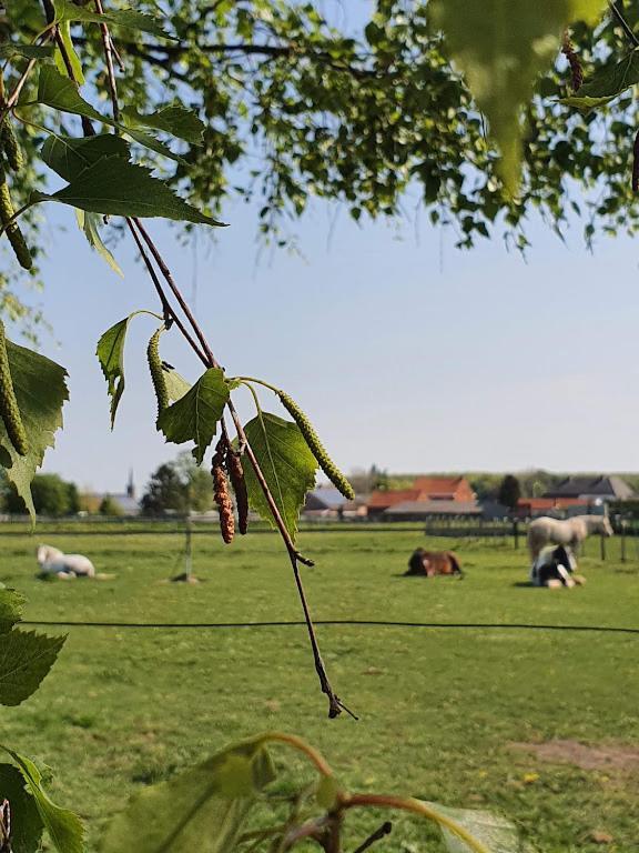 Houten Huisje Tussen Paarden Nieuwerkerken Exterior foto