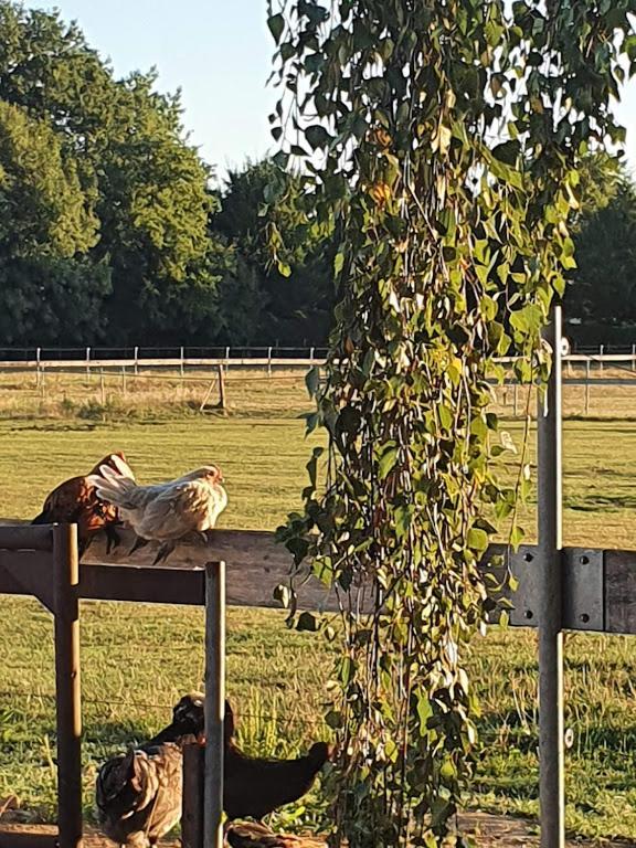 Houten Huisje Tussen Paarden Nieuwerkerken Exterior foto